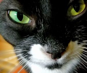 Close-up portrait of a cat