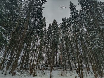 Low angle view of trees in forest during winter