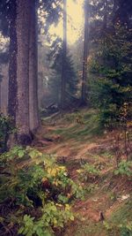 Trees in forest