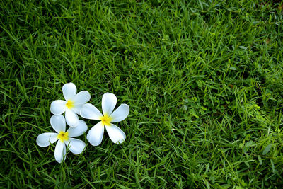 High angle view of white flowers blooming on field