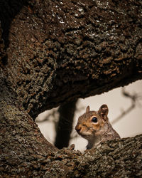 Close-up of squirrel on tree trunk