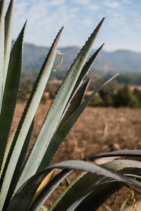 Close-up of succulent plant on field