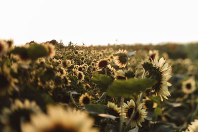 Close-up of flowering plants on field against clear sky