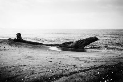 Scenic view of driftwood on beach against clear sky