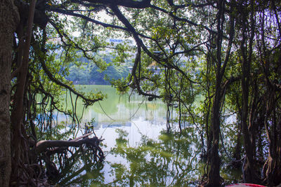 Trees by lake in forest