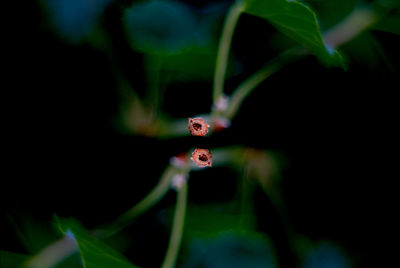 Close-up of cutted branches