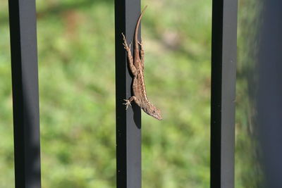 Close-up of lizard on metal