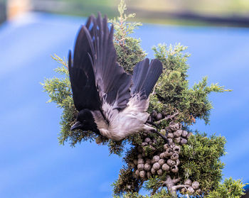 Pied crow preparing to fly