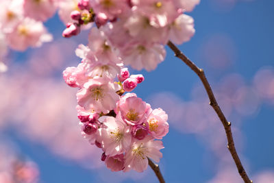 Close-up of pink cherry blossoms in spring