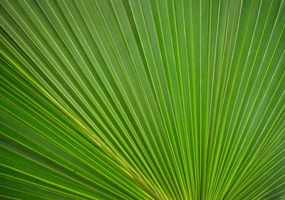 Full frame shot of palm leaf