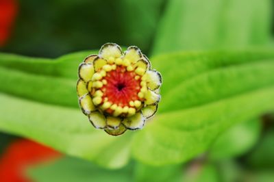 Close-up of flower against blurred background
