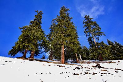 Trees on snow covered field against blue sky