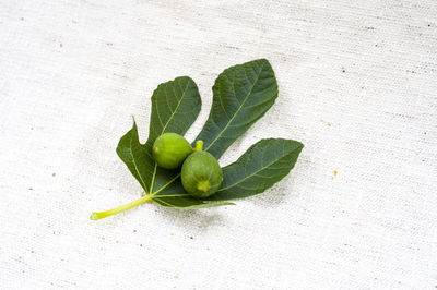 Close-up of green pepper against white background