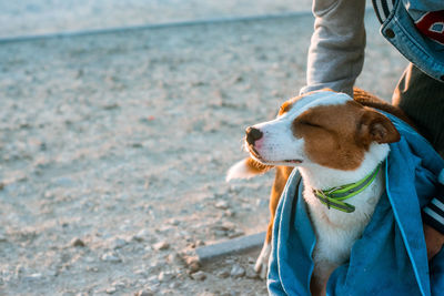 Low section of woman with dog