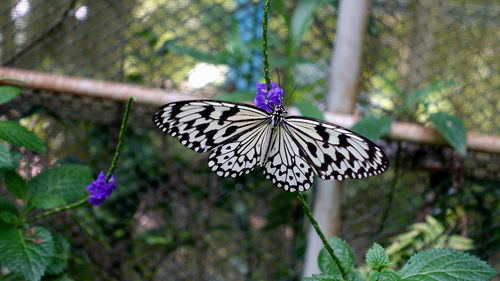 Close-up of butterfly on purple flower