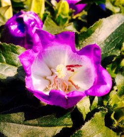 Close-up of pink flower