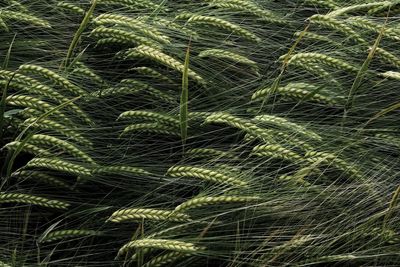 Full frame shot of barley
