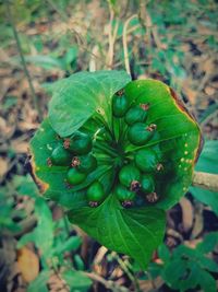 Close-up of fresh green leaf