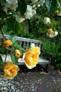 Close-up of yellow flowers