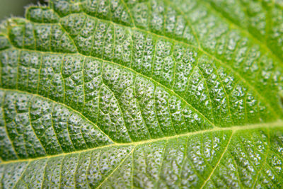 Full frame shot of green leaf