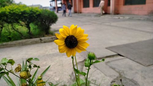 Close-up of yellow flowering plant
