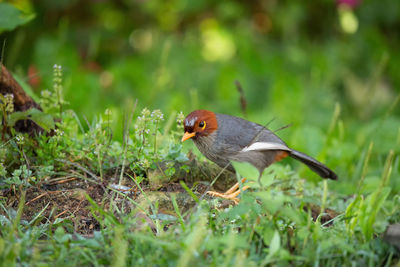 Bird perching on a field