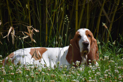 View of dog relaxing on field