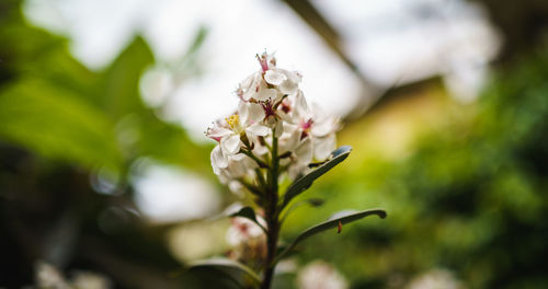 Close-up of white flowering plant