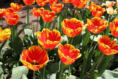 Close-up of orange tulips in bloom
