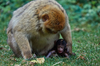 Close-up of monkey on grass