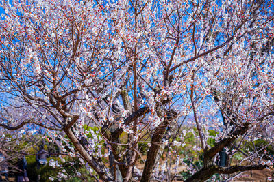 Low angle view of cherry blossom tree