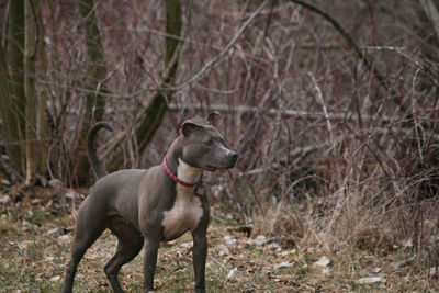 View of a dog looking away