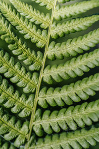 Athyrium filix-femina on a natural green background.