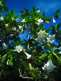 Low angle view of white flowers blooming on tree