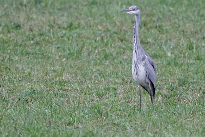 View of a bird on field