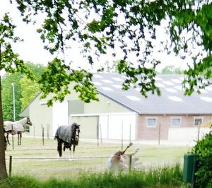 Trees on grassy field