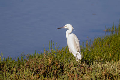 White bird on a grass