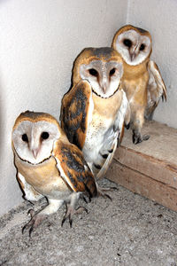 Close-up of owl