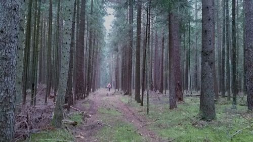 Trees in forest