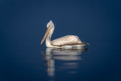 Close-up of pelican