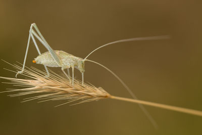 Close-up of insect on plant