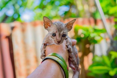 Portrait of hand holding cat outdoors