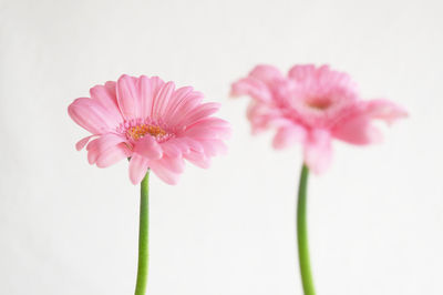 Close-up of pink flowers against white background