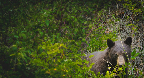 Bear amidst plants at forest