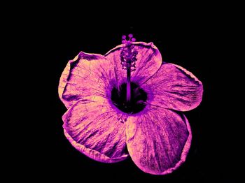 Close-up of purple flower against black background