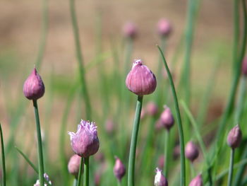 Close-up of pink flowering plant on field