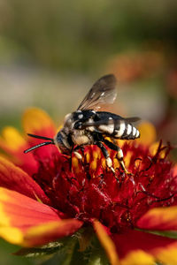 Close-up of butterfly pollinating on flower