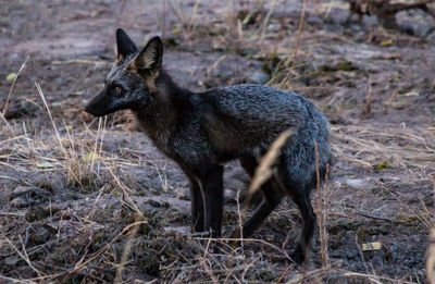 Side view of giraffe on field