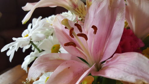 Close-up of day lily blooming outdoors