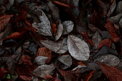 Full frame shot of dry leaves